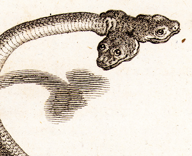 Lacépède, Bernard-Germain-Étienne