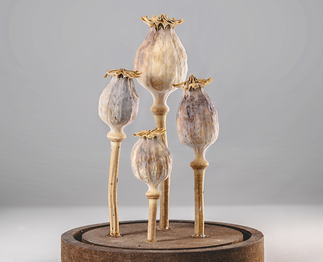 <em>Papaver somniferum</em>