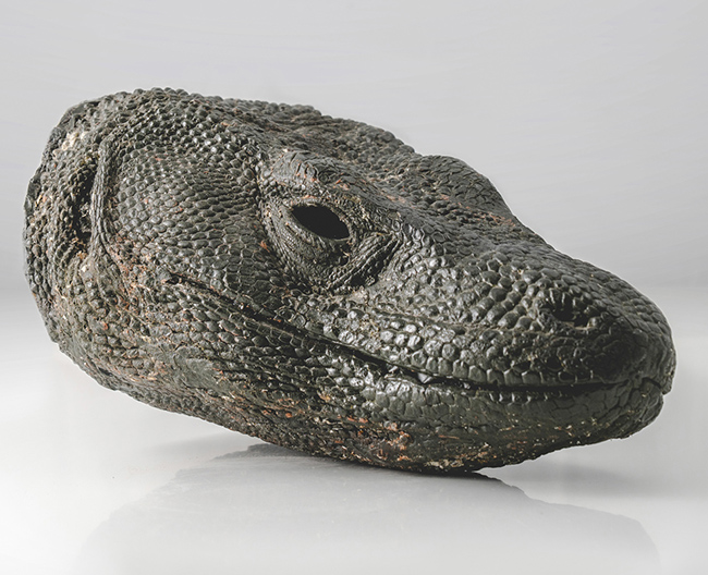 Cabeza de dragón de Komodo