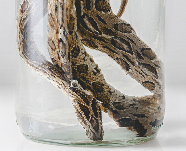 Víbora de cadena o víbora de Russell