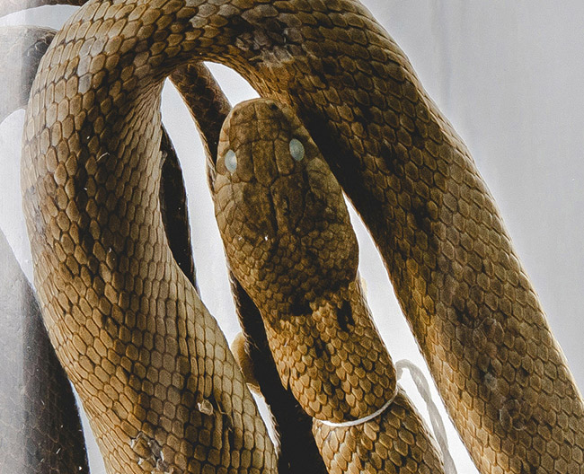 Culebra de cogulla occidental