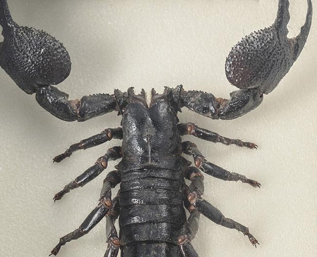 Escorpión gigante del bosque